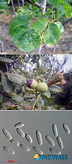 【대전=뉴시스】박희송 기자 = 국립산림과학원은 5일 호두나무탄저병에 효과가 좋은 약제를 개발, 농가 소득에 기여 할 수 있을 것이라고 밝혔다. 사진은 탄저병 피해를 받은 호두나무와 탄저병 병원균(분생포자). (사진=국립산림과학원 제공)&nbsp;&nbsp; photo@newsis.com 