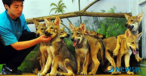 【대전=뉴시스】홍성후 기자 = 6일 대전시 중구 사정동 오월드 동물원에서 지난 4월 태어난 한국늑대 8마리를 공개했다. 오월드 내 어린이 동물사에서 사육사가 새끼늑대들을 돌보고 있다.&nbsp;&nbsp; hippo@newsis.com