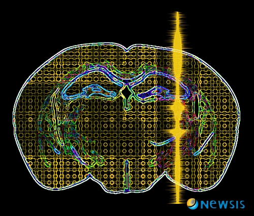 【서울=뉴시스】유상우 기자 = 사람은 평생 자기 두뇌의 10% 이내밖에 사용하지 못한다는 것이 정설이다. 그러다 보니 두뇌의 15% 정도를 사용한 것으로 알려진 아인슈타인(1879~1955)이 ‘천재’로 추앙 받을 정도다. 