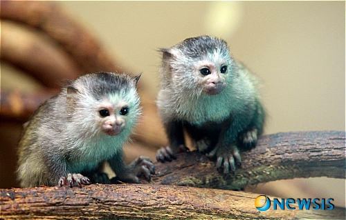 【용인=뉴시스】윤상연 기자 = 에버랜드가 8일 일반에 공개한 5월20일생 수놈 검은꼬리마모셋 형제로, 전세계에서 가장 작은 원숭이 종 가운데 하나이다.(사진=에버랜드제공)&nbsp;&nbsp;&nbsp; photo@newsis.com