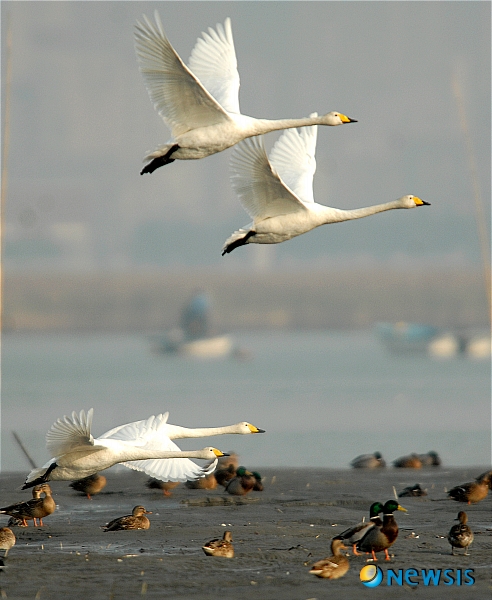 【부산=뉴시스】하경민 기자 = 부산 사하구는 최근 구정조정위원회를 열고 구 상징물(구조)을 꿩에서 '고니'(백조)로 변경하기로 최종 결정했다고 14일 밝혔다. 사진은 낙동가하구 을숙도 인근을 찾은 고니 모습. (사진=사하구 제공)&nbsp; yulnetphoto@newsis.com