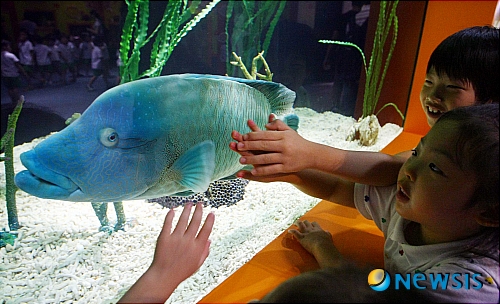 【부산=뉴시스】 하경민 기자 = 21일 오전 부산아쿠아리움을 찾은 어린이들이 나폴레옹 모자를 쓴 듯 한 큰 혹을 자랑하는 '나폴레옹피쉬'를 구경하고 있다. 부산아쿠아리움은 외모가 못생긴 물고기 13종을 전시하는 '나는 못난이다'특별전을 9월 말까지 연다.&nbsp; yulnetphoto@newsis.com 