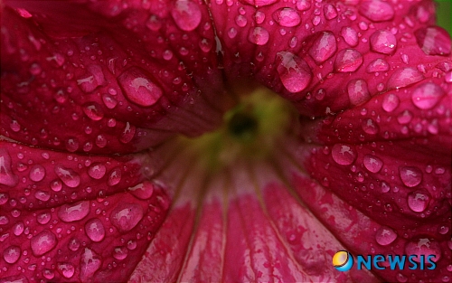 【서울=뉴시스】이재훈 기자 = 인터넷 심의결정에 반발, 블로그에 남자의 성기사진을 올려 논란을 일으킨 방송통신심의위원회 박경신(40) 심의위원이 이번에는 여성의 음부가 묘사된 그림을 게재했다.&nbsp; 박 위원은 28일 자신의 블로그 '검열자 일기' 코너에 '보지 못하는 사람들을 위하여'라는 제목으로 쓴 글에 프랑스 화가 귀스타브 쿠르베(1819~1877)의 그림 '세상의 근원'을 걸었다.&nbsp; 프랑스 파리 오르셰 미술관이 소장한 이 그림은 도발적이고 충격적인 묘사로 원제 대신 'X'로 불렸던 작품이다. 여성의 얼굴과 몸은 잘라낸 채 생식기만 사실적으로 화면 가득 그렸다.&nbsp;&nbsp; 박 위원은 이 그림과 함께 남긴 글에서 "내가 (전에) 올린 문제의 사진들은 '세상의 근원'과 같은 수위의 것이었다"며 "당시 통신소위원회에서 심의, 차단 결정한 수백건과는 달리 성기 외에는 아무 성적 서사나 성적 기표가 포함돼 있지 않은 것이었다"고 주장했다.&nbsp; 또 "(전에 올린 남성성기 사진이) 많은 사람들에게 음란물로 보이더라도 법적으로는 음란물이 아니라는 확신이 있었다"며 "방통심의위가 불법적인 심의기준을 따르고 있다고 생각한다"고 알렸다.&nbsp; 박진표(45) 감독의 영화 '죽어도 좋아'(2002)의 예도 들었다. "오럴섹스를 포함한 노골적인 성행위를 세밀하게 7분간의 롱테이크로 보여주는 '죽어도 좋아'는 실질적인 상영불가 판정을 받았다가 헌법재판소의 위헌판정을 거쳐 상영됐다"며 "지금도 온라인에서 쉽게 다운받을 수 있다"고 전했다.&nbsp; "국가기관이 국가의 주인인 국민의 표현의 자유를 제한할 때, 과도하게 제한하고 있는지를 감시하고 비판하는 것은 심의위원의 직무중의 하나"라며 "그 직무를 수행하기 위해 문제의 사진들을 지인들과 같이 보기위해 게시했던 것"이라고 설명했다.&nbsp; "국가기관이 일단 음란하다고 판단하면 모든 매체에서 사라져버린다"며 "현재 대한민국의 음란기준이 무엇인지를 아는 것 자체가 불가능하다. 국가의 검열기준을 국민이 감시하고 비판할 수 없는 상황이 안타까웠던 것"이라고 강조했다.&nbsp; 앞서 박 위원은 20일 '검열자 일기' 코너에 '이 사진을 보면 성적으로 자극 받거나 흥분되나요?'라는 제목의 글과 더불어 남성성기 사진 5장을 실었다.&nbsp; 해당 사진들은 네티즌이 촬영, 자신의 홈페이지에 올렸다가 지난 14일 방통심의위 전체회의에서 사회질서를 해할 우려가 있는 내용이라는 이유로 삭제 조치 당했다.&nbsp; 박 위원은 "성적 서사가 없는 성기 사진이 사회 질서를 침해한다고 볼 수 없다"며 "방통심의위의 삭제 결정은 표현의 자유를 훼손하는 검열"이라고 강변했다. 시비가 일자 "청소년이나 나와 시각이 다른 사람들에 대한 배려가 부족했을 수 있다는 생각이 든다"며 문제의 사진들을 내렸다.&nbsp; realpaper7@newsis.com 