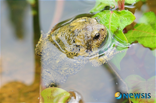 【평택=뉴시스】임덕철 기자 = 2일 도심 인근 공원공사로 사라질 뻔 했던 멸종위기종 맹꽁이 서식지가 주민들의 노력으로 '생태관찰장'으로 탈바꿈해 주민들의 좋은 반응을 얻고 있다. 시에 따르면 지난해 7마리에서 현재 50여마리로 맹꽁이가 급속 증가해 학습체험장으로 활용되고 있다. (사진=평택시 제공)&nbsp; ultra@newsis.com&nbsp; 