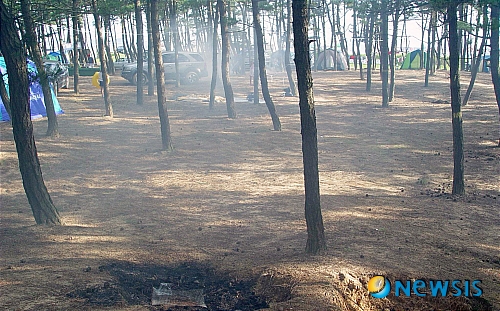 【대전=뉴시스】박희송 기자 =&nbsp;산림청 국립산림과학원은 9일 리지나뿌리썩음병에 의한 피해확산을 방지하기 위해 전국 피서지, 특히 해수욕장 주변 소나무 숲에서 불 사용을 자제해 달라고 당부했다. 사진은 지난 2004년 7월 소나무림 속에서 나무·쓰레기 등을 태우고 있는 모습. (사진=산림청 국립산림과학원 제공)&nbsp;&nbsp; photo@newsis.com&nbsp; 