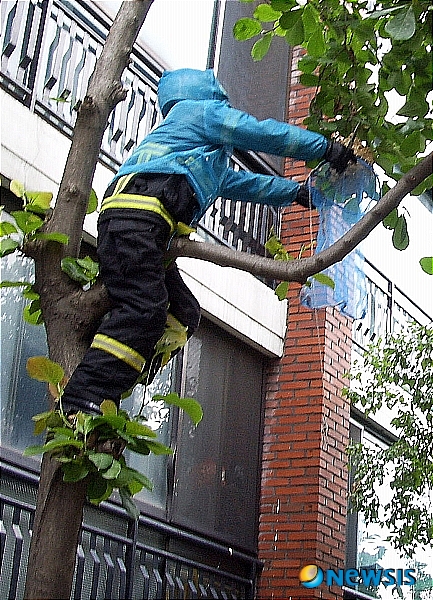 【보령=뉴시스】이진영 기자 = 무더운 날씨가 이어지면서 충남 보령시 아파트와 농촌지역 주택가에 말벌이 크게 늘고 있는 가운데 ‘벌집을 제거해 달라’는 민원이 급증하고 있어 주의가 요망된다. 사진은 18일 충남 보령시 죽정동 아파트 나무가지에 붙어 있는 말 벌집을 소방관이 제거하고 있다.&nbsp; jin22666@newsis.com 