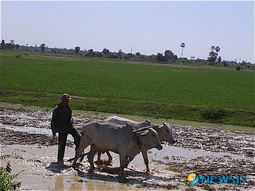 【서울=뉴시스】윤소희의 음악과 여행<63>&nbsp; 끝없이 넓은 땅덩어리를 두고도 좀 더 가지려는 중국대륙의 고래 싸움에 튕겨 나온 새우들(?)이 강남으로 내려오니, 동쪽으로 튀면 베트남이요, 서쪽으로 튀면 미얀마요, 가운데로 튀면 라오스, 태국이다. 드센 민족은 위에만 있는 것이 아니었다. 고원에서 아래로 치고 내려오는 징기스칸의 후예들, 그와 뒤 엉켜 서아시아나 중앙아시아에서 치고 들어온 무슬림에다 유럽대륙에서는 알랙산드 일당(?)이 힌두쿠시산맥을 넘어 인도로 밀치고 오니 그 칼바람을 피해 인도의 불교도들도 이 땅으로 밀려왔다.&nbsp; 