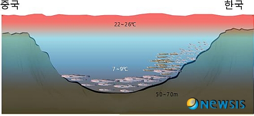 【부산=뉴시스】하경민 기자 = 우리나라 전체 대구 어획량의 25%를 차지하는 서해안 대구가 한.중 잠정조치수역 내 저층 냉수대에서 서식하는 것으로 밝혀졌다. 국립수산과학원은 지난 3일부터 10일간 시험조사선(탐구20호)을 이용해 한.중 잠정조치수역 내 총 10개 해구에 대한 자원조사를 실시한 결과, 서해안 대구가 자라는 곳을 밝혀냈다고 29일 밝혔다. (사진=수산과학원 제공)&nbsp;&nbsp; yulnetphoto@newsis.com
