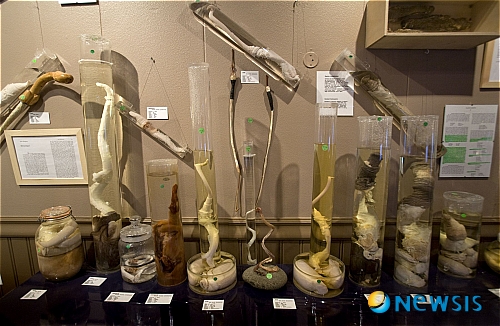 【서울=뉴시스】안세영 교수(경희대 한의대 신계내과학) '성학'<21>&nbsp; 가진 재산도 없고, 사회적 지위 역시 보잘 것 없는 남자일지라도 “불알 두 쪽은 차고 있다”고 말할 만큼 고환은 남자를 상징하는 중요한 기관이다. 생리학적으로도 고환은 남자를 남자답게 만드는 두 가지 중요한 기능을 수행한다. 