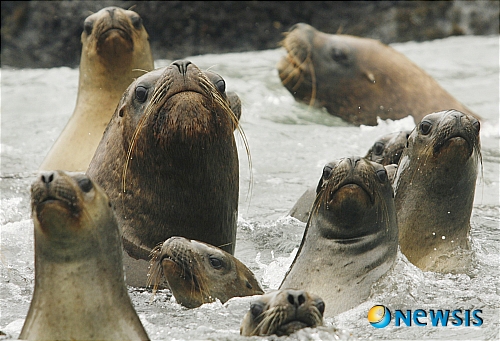 【서울=뉴시스】안세영 교수(경희대 한의대 신계내과학) '성학'<25>&nbsp; ‘고래사냥’이란 노래가 한때 금지된 적이 있었다. 행간(行間)의 뜻을 파악할 만큼 지적(知的)으로는 성숙되지 못했고, 다만 모든 걸 성적 의미로 해석했던 그 무렵의 우리 또래로서는 고래사냥이 포경수술을 비유하기 때문에 금지곡이 된 게 아니겠냐는 실로 웃기지도 않는 해석을 내리기도 했다. 