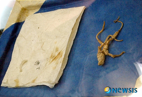 【대전=뉴시스】유효상 기자 = 지난 2일 개장해 오는 10월 3일까지 열리는 금산세계인삼엑스포가 13일 현재 중반부로 접어든 가운데 주제관인 생명에너지관에 전시중인 1000년 된 인삼이 관람객들로부터 큰 인기를 모으고 있다. (사진=충남도 제공) yreporter@newsis.com