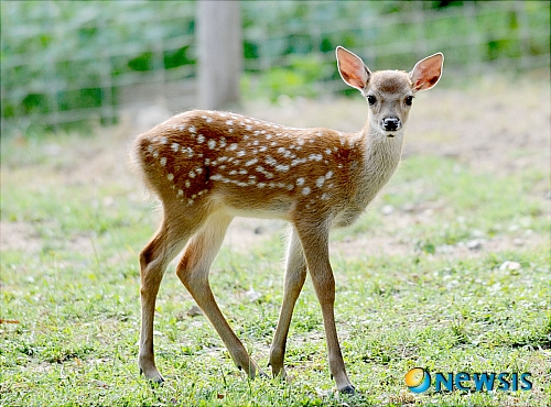 [고흥=뉴시스] 아기 꽃사슴. (사진=뉴시스 DB). photo@newsis.com 