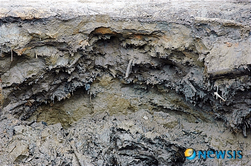 【대전=뉴시스】박희송 기자 = 경상북도문화재연구원이 2010년 6월30일부터 삼한시대 저수지의 하나로 알려진 '상주 공검지' 제방 일부에 대한 발굴조사중 공검지 제방의 축조수법을 가늠해 볼 수 있는 성토 공정층과 부엽공법·제방 보강용 목재시설 등을 확인했다고 15일 밝혔다. 사진은 부엽공법으로 축조한 상주 공검지 제방 성토층 끝단. (사진=문화재청 제공)&nbsp; photo@newsis.com 