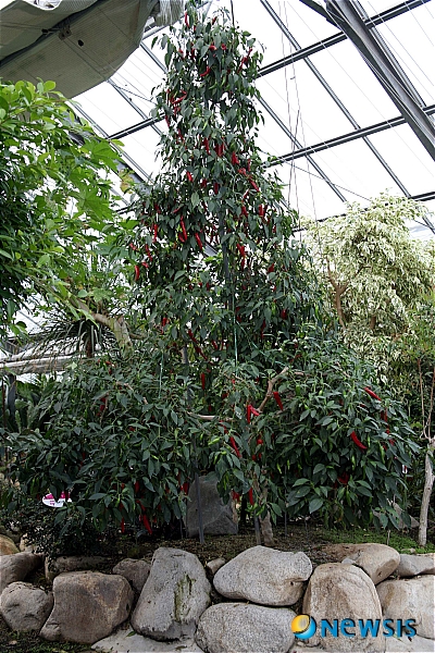 【성주=뉴시스】김재욱 기자 = 경북 성주군에 3년자란 거대한 고추나무가 있어 화제다. 26일 성주농업기술센터 식물생태온실에 자라는 고추나무. (사진=성주군 제공) photo@newsis.com 