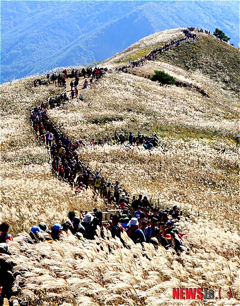【정선=뉴시스】김경목 기자 = 전국 5대 유명 억새군락지 중 한 곳인 강원 정선군 민둥산(해발 1119ｍ) 일원에서 7일부터 30일까지 제16회 민둥산억새꽃축제가 열린다. 사진은 지난해 축제 때 민둥산을 찾은 행락객들의 모습. (사진=정선군 제공)&nbsp; photo31@newsis.com 