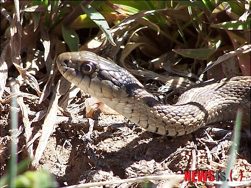 【서울=뉴시스】원추의 [오늘의 운세] 2011년 10월29일 토요일 (음력 10월3일·정사)&nbsp; ▶쥐띠 = 부부간 갈등으로 자식들까지 피해를 봐서는 안 된다. 자녀들의 장래를 생각해서 다툼이 있어서도 안 되고 가출해서도 안 되며 가출하게 해서도 안 된다. 떠난 사람 후회 하고 있다.&nbsp; ▶소띠 = 힘든 일이 있더라도 좌절하지 마라. 실속 있게 사는 방법은 얼마든지 있다. 구하라 찾게 될 것이다. 혼자 사는 것이 홀가분할 것 같지만 외로움이 마음을 흔들고 있다. 노란색 삼가.&nbsp; ▶범띠 = 세상에는 많고 많은 사람이 있지만 서로가 신뢰하고 믿을 수 있는 사람은 단 몇 사람뿐이다. 그중에서 사랑해야 할 사람을 선택하기란 정말 어렵다. 모든 일의 행·불은 마음에서 온다.&nbsp; ▶토끼띠 = 남이 보기에는 행복해 보이나 속으로 울고 사는 사람이 제일 불행한 사람이다. 하고 싶은 말이 있으면 풀어라. 하소연을 하면 조언을 받을 수도 있다. 융자 받아 하고자 하는 일 실행해 나가라.&nbsp; ▶용띠 = 현명한 판단으로 자신이 처해 있는 상황을 노력으로 대처하면 승산이 크겠다. 1·9·11월생은 어쩔 수 없는 사연이 부딪쳐서 애정적으로 자신이 물러서야 할 운명이다. 하소연 할 사람 없어 답답.&nbsp; ▶뱀띠 = 결혼할 시기를 이미 넘긴 나이에 임자 있는 사람과 사랑을 하게 되면 눈이 먼다. 분별력을 잃고만다. 모든 선택은 자신에게 있다. 배필이 있는데도 놓치고 있다.&nbsp; ▶말띠 = 남들이 다 모른다 해도 자신은 자신을 알고 있다. 심신을 가다듬고 미리 대비한다면 명예도 얻고 기쁨도 얻게 된다. 잘못하면 얻는 것보다 잃는 것이 더 많게 된다. 부모 형제를 존경 하는 것이 첫째.&nbsp; ▶양띠 = 먼 길을 나서면 손재수가 있으니 사람이 많이 모이는 곳을 삼가라. 사랑의 고삐를 단단히 잡지 않으면 마음도 몸도 흔들린다. 여자는 내조에 힘쓰고 언행 조심하라.&nbsp; ▶원숭이띠 = 고달픈 생활을 여자의 몸으로 감당하기란 너무나 힘들지만 인내심으로 이겨내야 한다. 한 몸으로 두 곳에 신경 쓰는 것, 눈치 보면서 살기란 너무 힘들다.&nbsp; ▶닭띠 = 어떠한 경우라도 사람을 미워해서는 안 된다. 상대를 미워하게 되면 그 미움이 다시 산울림이 돼 자신에게 돌아오게 된다. 사랑은 아무나 하는 것이 아니다. 자신을 가지고 진실성 있게 대해라.&nbsp; ▶개띠 = 항상 제자리걸음만 하면서도 마음을 못 돌리는 것은 미련 때문이다. 믿을 수 없는 사람이다 싶으면 의지하려는 마음을 버리고 마음을 돌려라. 당신의 단점은 조급한 성격과 마음에 벽이 있는 것이다.&nbsp; ▶돼지띠 = 지난 날 과거는 연연하지 말고 앞을 보고 살아라. 하고 싶은 것 다 할 수는 없다. 분수밖에 일은 탐하지 마라. 왜 그리 애정에 둔하더냐. 마음을 열고 새롭게 도전해보라.&nbsp; 구삼원 원장 02-959-8493·010-5584-9393 