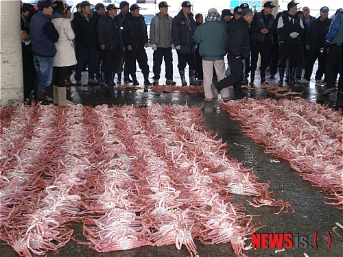 【포항=뉴시스】강진구 기자 = 2일 오전 경북 포항시 구룡포 수협위판장에서 구룡포 대게가 올들어 처음으로 위판되고 있다. 포항시와 구룡포수협에 따르면 구룡포항에서 위판되는 대게는 수협 위판 기준으로 전국 위판량의 53%, 경북도 위판량의 57%를 차지하고 있다. (사진=포항시 제공)&nbsp; photo@newsis.com 