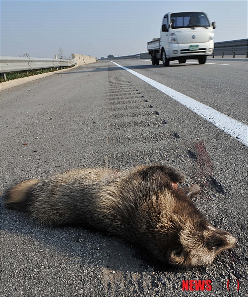 【김제 =뉴시스】임영주 기자 = 서해안고속도로를 횡단하려다 죽은 오소리 한마리가 3일 전북 김제부근 고속도로가에 죽어 있다. dasee@newsis.com