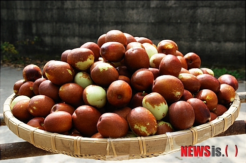 【보은=뉴시스】김기준 기자 = 충북 보은황토대추연합회(회장 박대현)는 8~11일 4일간 미국 동부(뉴저지, 워싱턴)지방에서 열리는 '한국임산물특판전'에 보은황토대추를 출품한다고 8일 밝혔다. 사진은 국내서 처음 해외시장 공략에 나서고 있는 보은황토대추.(사진=보은군청 제공) photo@newsis.com