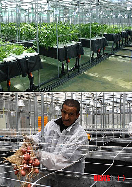 【수원=뉴시스】강종민 기자 = 농촌진흥청이 세계 최고 수준의 한국형 씨감자 생산기술을 오랜 전쟁으로 식량수급에 어려움을 겪던 알제리에 전수하고 결실을 맺는 데 성공했다고 1일 밝혔다. 알제리는 해마다 1억불 정도의 씨감자 수입비용을 점차적으로 줄일 수 있으며, 식량자급률도 확대될 것으로 기대된다. 사진은 현지 환경에 적응한 수경재배 씨감자 생산 시설. (사진=농진청 제공) photo@newsis.com