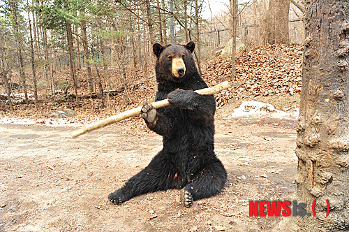 【용인=뉴시스】윤상연 기자 = 15일 에버랜드 동물원에 봉술을 하는 불곰 만웅이가 '쿵푸 베어' 란 별명을 얻으며, 관람객들 사이에서 스타로 부상하고 있다.(사진=에버랜드제공)&nbsp; syyoon1111@newsis.com