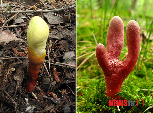 【수원=뉴시스】강종민 기자 = 농촌진흥청은 27일 독버섯인 붉은사슴뿔버섯을 영지버섯으로 오인하는 사고가 발생해 각별한 주의를 당부했다. 붉은사슴뿔버섯은 곰팡이 독소 중 가장 맹독성인 트리코테센을 함유한 독버섯으로 어린 시기와 말려둔 상태에서는 영지버섯과 모양이나 색깔이 매우 유사하다. 사진은 붉은사슴뿔버섯(오른쪽)과 어린 영지버섯. (사진=농진청 제공) photo@newsis.com
