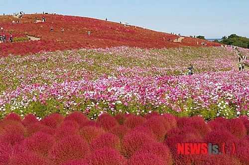 【이바라키=뉴시스】이예슬 기자 = 일본 이바라키 현이 손짓하고 있다. 도쿄에서 차로 2시간 정도 떨어진 이바라키는 계절마다 특색있는 볼거리가 있다. 어느 계절에 와도 자연을 만끽할 수 있는 곳이다.