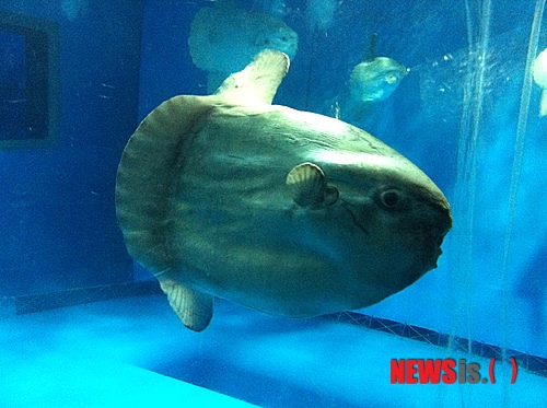 【이바라키=뉴시스】이예슬 기자 = 일본 이바라키 현이 손짓하고 있다. 도쿄에서 차로 2시간 정도 떨어진 이바라키는 계절마다 특색있는 볼거리가 있다. 어느 계절에 와도 자연을 만끽할 수 있는 곳이다.