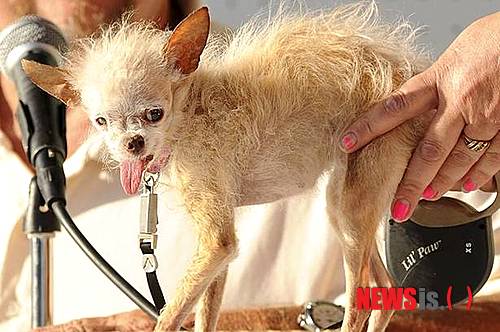 【서울=뉴시스】세계에서 가장 못생긴 강아지 대회서 우승을 차지한 '요다'가 최근 숨진 것으로 알려졌다.(사진출처: 英 미러)