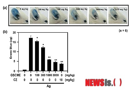 【서울=뉴시스헬스/뉴시스】 건국대학교 대학원 생명공학과 박혜진 교수팀은 실험용 쥐의 귀에 항원을 투여한 모델에 발아대두 동충하초 추출물을 처리했을 때 추출물의 농도가 짙어질수록 Type I 알레르기 반응인 과민성 쇼크(PCA·passive cutaneous anaphylaxis) 반응이 감소하는 것을 확인했다. (그림=건국대학교 박혜진 교수팀 제공) 정해훈 기자 ewigjung@newsishealth.com