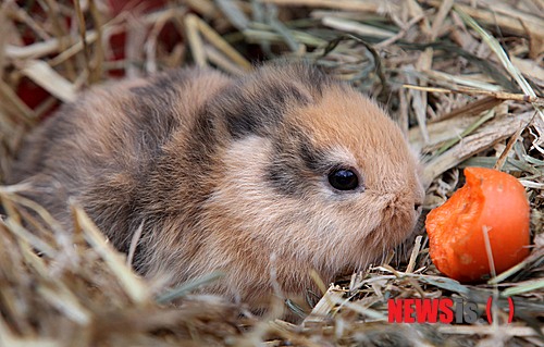 [원추 오늘의운세]토끼띠, 낮잠 자다 거북해진 동물이 뭐더라