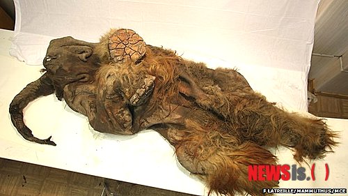 【서울=뉴시스】러시아 극동부 야쿠티아 우스크얀스키 지역에서 1만 년 전 숨진 것으로 추정되는 새끼 매머드. 과학자들이 '유카'란 이름을 지어준 이 매머드 사체에 머리에서 등까지 이어진 잘린 상처가 있고 척추와 갈비뼈 등 일부 뼈가 없어 고대 사냥꾼에 의해 생긴 것으로 추정된다고 BBC가 4일(현지시간) 보도했다. (사진 출처: BBC 인터넷판)