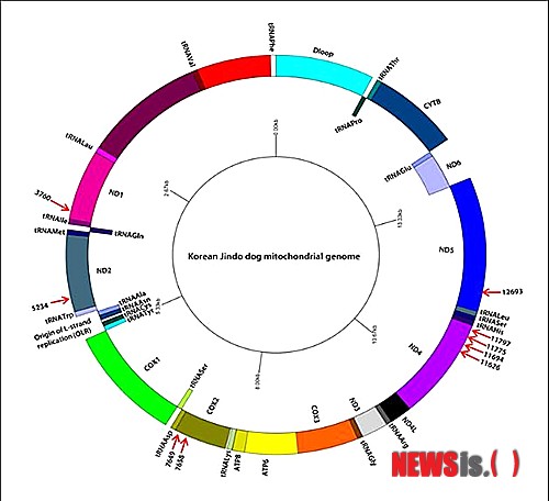 【대전=뉴시스】김양수 기자 = 한국생명공학연구원 박홍석 박사팀이 진돗개가 순수 혈통을 가진 고유 품종임을 유전학적 특성으로 밝혀냈다. 사진은 진돗개 미토콘드리아 DNA 구조로 박 박사팀은 진돗개의 미토콘드리아 구조를 전 세계 79 품종과 비교한 결과 9개 영역(화살표)에서 진돗개만의 특이적인 변이를 발견했다.(사진=한국생명공학연구원 제공) photo@newsis.com