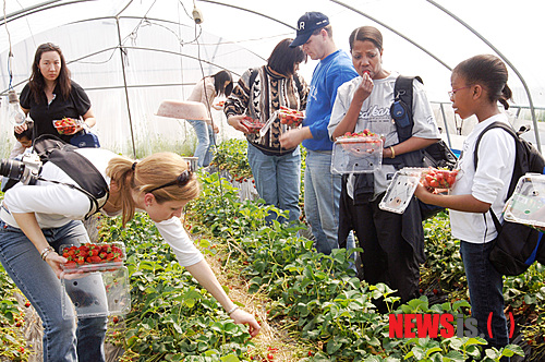 【고령=뉴시스】김재욱 기자 = 신비의 고대왕국 대가야를 체험하는 축제가 19일부터 22일까지 경북 고령군에서 펼쳐진다. 지난해 축제에 외국인들이 딸기를 직접 수확해 맛보고 있다. (사진=고령군 제공) photo@newsis.com 