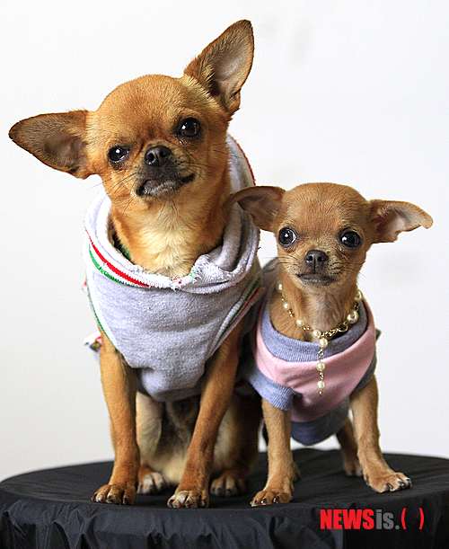 【서울=뉴시스】윤신근 박사의 '애견 이야기' <19>&nbsp;&nbsp;&nbsp; 1) 교배 적기는 개에 따라 조금씩 차이가 있으나, 보통은 10~13일째가 좋다. 수캐나 암캐 둘 중 한마리가 교미를 해본 경험이 있으면 보다 잘 될 수 있다.&nbsp; 윤신근애견종합병원장 www.dogs.co.kr 