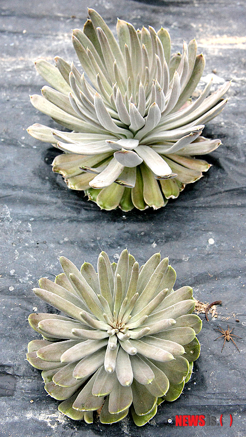 【밀양=뉴시스】안지율 기자 = 28일 15년여 와송재배 노력 끝에 전문적인 기술을 터득한 경남 밀양시 교동 이해식·하복년 부부의 와송농장 와송이 인제대 이동석 교수의 또 다른 연구를 위해 성장하고 있어 주목받고 있다. 지난해 파종한 씨앗에서 자란 어린 '와송'을 지난 3월 농장으로 옮겨 재배되고 있다. alk9935@newsis.com