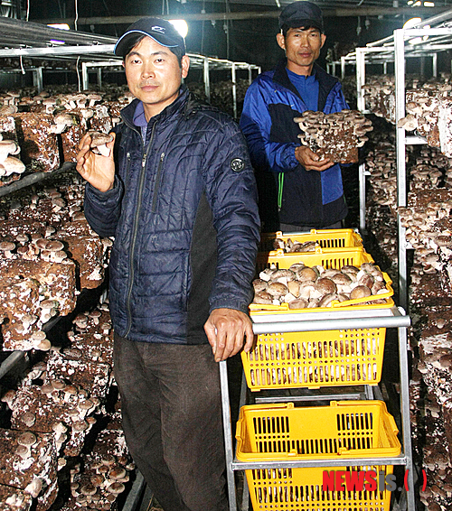 【밀양=뉴시스】안지율 기자 = 29일 경남 밀양시 무안면에서 전국 제일의 농·특산물인 청양(일명 땡초) 고추재배를 그만두고 참나무 원목 대신 톱밥 배지를 이용한 표고버섯 재배로 부농의 꿈을 키워가는 이상봉(43)·상율(41)씨 형제의 당찬 모습에서 미래 밀양농업의 새로운 희망이 보이고 있다.&nbsp; alk9935@newsis.com 