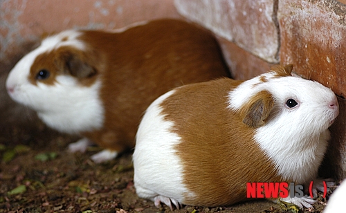 【서울=뉴시스】윤신근 박사의 '애견 이야기' <41> 기니피그의 임신 기간은 약 70일이며, 생후 3개월이면 새끼를 낳을 수 있다. 태어난 새끼는 며칠이 지나면 먹이를 스스로 먹을 수 있게 되나, 잠시 동안 어미와 함께 생활할 수 있도록 놓아 두는 편이 좋다. 임신 기간이 긴 만큼 새끼가 어미의 뱃속에서 상당히 자란 후 태어나므로 이미 털이 나 있고 눈도 뜨고 있다. 윤신근애견종합병원장 www.dogs.co.kr