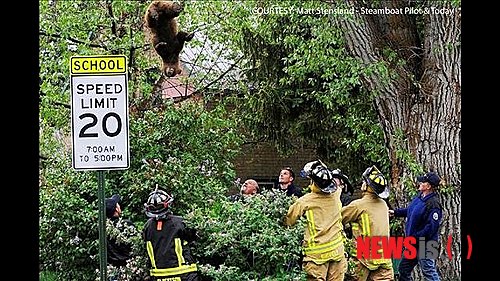 【서울=뉴시스】미국 콜로라도에서 흑곰 한 마리가 마취총을 맞고 아래로 떨어지고 있다. (사진출처:스팀보트파일럿&투데이)