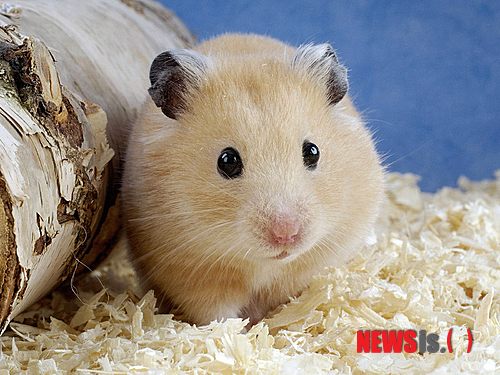 30대 두 아이 엄마, 햄스터에 물려 숨져…스페인法 "원인 조사중"