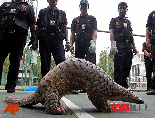 말레이시아 리조트, 천산갑으로 국 끓였다가 '쇠고랑 위기'