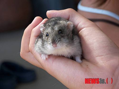 【서울=뉴시스】윤신근 박사의 '애견 이야기' <50> 마우스는 새앙쥐라고도 하며 쥐아목 쥐과에 속한다. 곰쥐, 시궁쥐 등과 함께 집쥐라고 불리며, 예로부터 인간과 일정한 관계를 맺으며 살아왔다. 그래서 현재는 인간과 함께 남극을 제외한 전세계에 고루 퍼져 살고 있다. 최근의 유전자 연구를 통해 페르시아만 주변이 마우스의 원산지로 거명되고 있다. 가장 일반적인 것은 눈이 빨간 알비노 품종으로 원래 실험실용으로 양식되었으며, 그 일부가 파충류 등의 먹이로 전문점에 들어왔다. 윤신근애견종합병원장 www.dogs.co.kr
