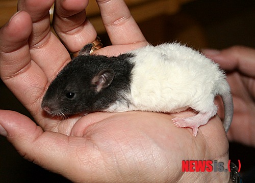 【서울=뉴시스】윤신근 박사의 '애견 이야기' <52> 래트는 보통 시궁쥐의 백색 변종을 일컫는다. 수명은 대개 3년이며, 눈이 빨갛고 온몸이 새하얗다. 원래 실험 동물로 개발되었으나 성격이 온순하고 기르기가 간편하여 애완 동물로 사랑받고 있다. 애완 동물을 판매하는 상점에서 구입하면 되며 사람들에게 익숙해져 있기 때문에 다루기에도 더욱 편하다. 그렇지만 몸집이 크고 파괴력도 강하기 때문에 전체가 철망으로 된 튼튼한 케이지에서 키우도록 한다. 윤신근애견종합병원장 www.dogs.co.kr