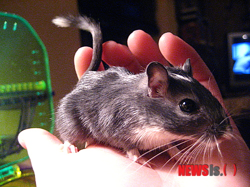 【서울=뉴시스】윤신근 박사의 '애견 이야기' <54>&nbsp; 저빌은 모래쥐라고도 불리며 최근에는 만화에도 곧잘 등장하는 동물이다. 일부에서는 햄스터보다 더 좋아하는 것도 사실이지만, 최근에는 수입하기 어려워져 국내에서는 거의 찾아보기 힘들다.&nbsp; 모래쥐라는 이름에서도 알 수 있듯이 저빌은 건조한 지역의 굴속에서 집단으로 생활하기도 한다. 주요 원산지는 중국 북부에서 몽골까지 광범위하며 많은 설치류들처럼 실험 동물로 사육되어 왔다.&nbsp; 윤신근애견종합병원장 www.dogs.co.kr 