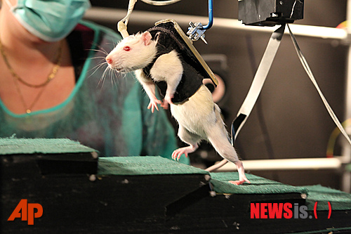 【취리히=AP/뉴시스】스위스 로잔공학대학이 제공한 사진으로 사지가 마비된 실험용 쥐가 몇 주 간 재활치료를 받은 뒤 특수 보후장구를 착용한 채 자발적으로 걷고 있다. 취리히대학교의 그레고와르 쿠르틴 박사의 연구진이 1일 과학전문지 ‘사이언스’의 최신호에 발표한 연구에서 손상된 쥐의 척수신경을 자극해 쥐에게 물리적 훈련을 시켰다고 밝혔다. 쥐에게 화학촉진제를 주입하고 전기자극을 준 결과 사지가 마비된 쥐가 걸어 다니고 계단을 오를 수 있게 됐다. 