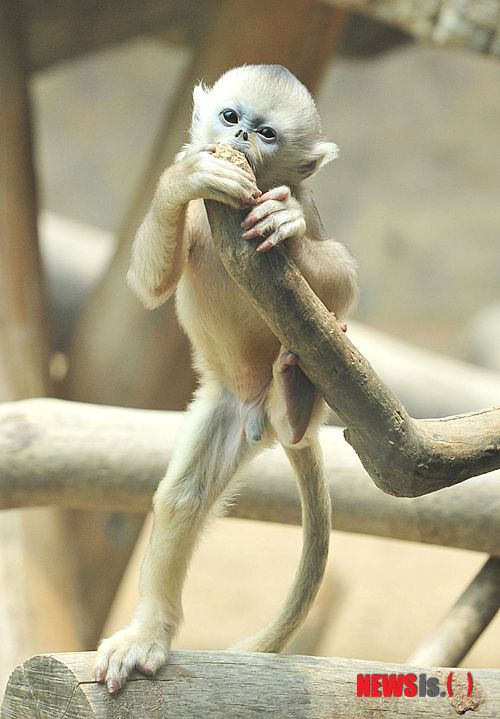 【용인=뉴시스】유명식 기자 = 경기 용인에 있는 에버랜드는 지난 3월 태어난 '황금원숭이(사진)'의 이름을 공모한다고 4일 밝혔다. 이름을 공모하는 '황금원숭이'는 아빠 '손오공'과 엄마 '손소운' 사이에서 3월31일에 태어난 새끼다.(사진=에버랜드 제공)&nbsp; photo@newsis.com