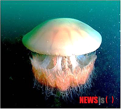 노무라입김해파리(사진=제주도청 제공) 