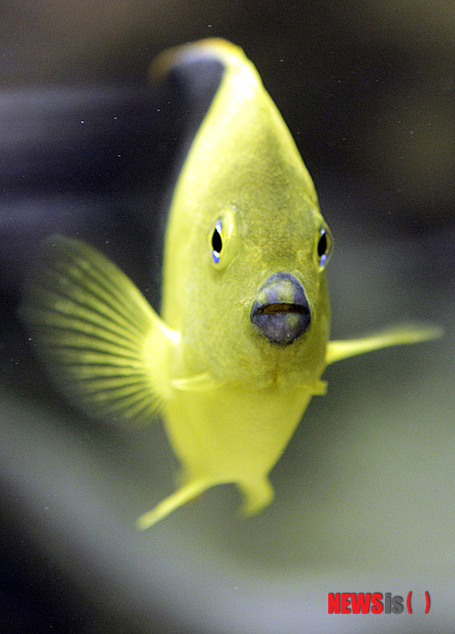 【서울=뉴시스】윤신근 박사의 '애견 이야기' <77>&nbsp; 물고기의 질병은 수질이 악화되어서 생기는 것이므로 급격한 pH 변화, 수온 변화, 높은 아질산값에 대한 주의만 하면 된다. 병원균의 온상인 지렁이는 절대로 먹이지 않는 것이 원칙이다. 상태가 나빠지면 물을 교환하여 준다거나 온도를 3도 이상 올린 후 약제를 뿌리면 3일 만에 쾌유된다. 그렇다고 함부로 약품을 사용하면 안 된다.&nbsp; 윤신근애견종합병원장 www.dogs.co.kr&nbsp; 