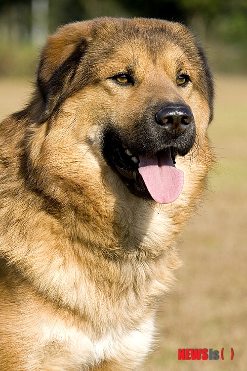 【서울=뉴시스】윤신근 박사의 '애견 이야기' <83>&nbsp; 오수개는 과연 어떤 모습이었을까?&nbsp; 오수개를 재현하기위해 민화를 비롯한 당시의 그림과 서적, 구전설화로 내려오는 이야기 등이 동원되었으며, 갖가지 가설도 적용됐다. 하지만 당시 김개인이 키웠던 오수의 개를 그대로 복원한다는 것은 불가능했기 때문에 최대한 비슷하게 재현하는데 초점을 맞추었다.&nbsp; 윤신근애견종합병원장 www.dogs.co.kr 