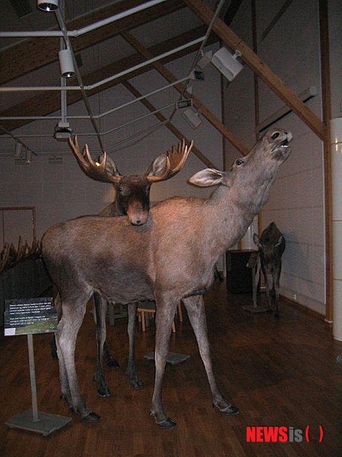 【노르웨이=뉴시스】김에리의 '80일간의 북유럽 일주'<22> 6월25일, 함메르페스트에서 알타로&nbsp; 주말 이틀동안 화창했던 날씨는 6월25일 월요일을 맞아 춥고 어두워졌다.&nbsp; 날씨 때문이기도 하고 함메르페스트를 떠나기 싫은 마음에 기분이 별로다. 아침 8시10분 알타로 떠나는 버스를 타려고 새벽부터 일어나 서둘렀기 때문인지 졸립고 짜증이 난다. 관광안내소에서 받은 버스시간표를 보니 역시 지난해 것과는 달리 변경돼있었는데, 평일에는 하루 2차례 있다.&nbsp; 오후 4시15분 출발하는 차를 탈까, 잠시 망설였으나 함메르페스트에서의 찬란했던 한때를 그대로 간직한 채로 떠나기로 했다. 어제와 달리 한참 떨어진 기온에 다들 옷을 껴입고, 이쪽에서는 ‘소위’ 여름인데도 노르웨이식 털모자를 그대로 쓰고 다니는 현지인들이 아주 많다. 추위속에 살아도 추위에 강한 건 아닌가보다.&nbsp; 가슴 한가득 채워져왔던 청색의 향연에 한껏 취했던 때문인지 흐린 날씨에 보이는 버스 창밖 풍경은 그저 그랬다. 칙칙해보이기 시작하는 함메르페스트를 빨리 떠난 건 다행일거야, 심심해보이고 황량해보이는 산과 들판만 주로 드러났다. 함메르페스트가 있는 섬 지역을 벗어나는 터널과 다리를 지나, 왔던 길을 되돌아 스카이디에서 알타 행 버스를 갈아타야한다.&nbsp; 할아버지 버스기사만이 세심한 배려를 베풀었다. 내가 간간히 창밖 풍경에 카메라 셔터를 눌러대는 걸 알고는 버스앞창을 가린 햇빛가리개를 올려준다. 가는 길에는 순록들이 철없이 뛰어 들곤 한다. 버스가 급정거하면 버스 안쪽으로 무구한 눈망울을 한번 향하고는 지나가버린다. 놀라기도 했지만, 귀엽기도 해서 내가 “어머나”하고 감탄사를 지를 때마다 기사 양반은 즐거워한다. 정말 반사신경이 좋아 버스를 순간순간 멈추기에 다행이지 안 그러면 순록 로드킬을 구경하게 생겼다. 길 막힐 일 없는 곳에서 버스가 급정거하는건 어디까지나 이놈의 천방지축 순록 녀석들 때문이다.&nbsp; 여행 시작 전 한국에서 노르웨이 영화 ‘오슬로의 이상한 밤’을 봤는데, 열차기관사가 지난 겨울 뛰어든 순록 사체를 치우느라 제복에 묻은 피가 아직도 안 빠진다며 다음 겨울에는 꼭 태국에 가겠다고 춥고 긴 겨울을 불평하던 것이 생각난다. 순록들은 내가 놀란 사이 초식동물다운 가벼운 몸짓으로 순식간에 뛰어 사라져 버리곤 해서 사진은 한 장도 찍지 못했다.&nbsp; 노르웨이 버스기사들은 하나같이 친절해서 여행이 한결 즐겁다. “당신 덕분에 버스여행이 정말 즐거웠다”고 인사하니 노기사는 반색하며 ”캐리어, 버스에 기대놓고 기다리라”고 호응한다. 알타행 버스로 갈아탔는데, 젊은 버스기사는 내가 ‘보르스투아(B&aring;rstua Gjestehus)’라는 게스트하우스에 머무른다고 하니 버스정류소가 얼마 되지도 않는데 길가에 있는 이 숙소 바로 옆에 버스를 세워준다.&nbsp; 작은 해프닝은 있었다. 기사가 “인사이드에 짐이 어쩌고, 내리기 힘드니까 정류장 지나서 내려줄게” 하길래 나는 버스 아래칸 안에 짐이 있느냐는 뜻으로 알고 그렇다고 했는데, 승객석 안에만 짐이 있느냐는 뜻이었나 보다. 그냥 출발하는 버스를 손을 흔들고 난리를 쳐서 세워 내 캐리어를 끄집어냈다.&nbsp; ◇암석화 제외, 별다른 볼거리 없는 알타&nbsp; 그러고보니 오전 11시도 안 돼 숙소에 온 것이다. 친절이 몸에 밴 여주인은 지금은 청소 중이라며 오후 3시 이후에나 방을 쓸 수 있다고, 짐을 놓고 가면 2층에 있는 방으로 자기 아들이 옮겨놓을 거라고 장담했다. 아들 얘기를 할 때 상당히 흐뭇해하며 강조를 해 엄청 건실한 청년을 떠올리게 했다.&nbsp;&nbsp; 알타에서 그나마 싸게 묵을 수 있는 숙소인데다가 방 안에 작은 싱크대가 있을 정도로 널직한 방 8개가 있다. 한가로워 좋긴하다. 홈페이지에 있는 광고글들이 그럴 듯하다. 보르스투아는 2차대전 때 핀마르크주가 다 불탔을 때 이를 재건하러 온 일꾼들이 머무르던 집의 이름에서 따온 것이라고 해서 뭔가 좀 역사적인 흔적이 있을 거라 기대하고 주인에게 물어보니 그저 이름만 따라한 것이라고 한다. 그저 큰 대로 곁, 별 멋대가리 없는 붉은색 2층 목조가옥이다. 바로 옆이 리셉션이 있는 주인집인데 뒷마당에는 바비큐를 해먹을 수 있는 사미식 작은 오두막을 지어놓아 가족단위로 즐기기엔 좋을 것 같다.&nbsp; 주인여자에게 받은 지도와 안내책을 보니, 이쪽 지대에서는 등산이나 낚시를 하지 않으면 석기시대 암석화가 있는 알타 박물관밖에 가볼 곳이 없다. 바닷가를 쭉 따라 북쪽으로부터 내려왔으니 보트타고 나가 바다낚시를 하는 레포츠가 가장 성한다는 건 이미 알고 있다. 노르웨이 바다에서의 안전과 지켜야할 낚시 규칙에 대한 안내서도 따로 있다.&nbsp; 버스 한번 타는데 35 크로네(약 7000원 정도). 단자릿수라 감이 잘 안 왔는데, 계산해보면 잠깐 타기에는 ‘억수’ 비싼 가격이다. 노르웨이 북쪽을 잇는 주요 도로인 E6를 따라 알타 동쪽 끝에서 박물관이 있는 서쪽 끝까지 왕복하는 버스다. 숙소에서 시내까지는 차로 5분정도나 될까, 하지만 차가 막힐 일이 없으므로 걸어가기에는 꽤 되는 거리다. 이젠 걸어다니기에도 좀 힘들다.&nbsp; 중심가라고 할 것도 없는 곳은 레마1000, 키위 미니프리스 등 대형 슈퍼마켓과 쇼핑센터만 그득 찬 멋대가리가 하나 없는 장소다. 채석장에서 일하는 남자를 표현한 듯한 작은 동상 하나 서있는 곳 가까운데 이 동네 대표 음식점이라는 알파-오메가가 있는데 온 동네 아저씨들이 다 나와앉아있는 듯하다.&nbsp; 인근 단과대 학생들이 이용하는 스튜던트후세트시티(Studenthuset city)에서 다 태운 빵으로 만든 클럽샌드위치를 비싼 가격에 먹고 암석화를 보러 알타박물관으로 향했다. 보통 동절기에는 오전 8시~오후 3시 여는데, 6월12일~8월12일만 오후 8시까지 연다고 해서 넉넉히 시간 잡고 둘러볼 참이었다. 근데 지역버스 시간이 문제였다. 주인여자에게 받은 버스스케줄표에는 오전 6시부터 저녁 8, 9시까지 버스가 다니는 걸로 돼있는데, 지금은 바뀌었다며 대충 형광펜마크를 해주는 걸 간과했던 것이다.&nbsp; 돌아가는 버스시간표를 확인해보니 ‘오마이갓’, 딱 오늘부터 막차가 오후 5시로 바뀌었다. 버스기사에게 확인차 다시 물어보니 “너 그거 못타면 택시 불러야하는데 그럼 수백 크로네 내야해”하고 안 해줘도 될 걱정까지 해준다. 노르웨이 관광청 사이트로 들어가보면 가장 먼저 눈에 띄는 코너가 ‘값싸게 노르웨이를 여행하는 법’이다. 스웨덴에서만 와도 노르웨이 물가 비싸다고 혀를 내두르는데, 자기네들도 관광객들에게 여기 물가가 엄청 비싼 건 아나 보다.&nbsp; 할 수 없이 내일 한 번 더 오기로 하고 외부에 있는 암석화를 보기 전 내부 박물관부터 훑어보기로 했다. 티케팅을 하는, 이스트를 넣은 빵처럼 부풀어오른 아주머니는 오락가락하는 날씨에 우울증이라도 왔는지 무척 불쾌해 보인다. 가이드북 좀 달랬더니 “중국어 줘? 일본어 줘?” 하면서 신경질적이다. 뭐 기대도 안 했지만 한국어는 당연히 없을거고. 영어로 된 안내서를 해석하는데 머리가 좀 아프다. 내용만은 무척 흥미롭다.&nbsp; 일단 박물관 한쪽은 확장공사 중이라는데, 왼쪽 전시관에서는 대형 엘크 박제 전시가 한창이다. 이곳에서는 박제를 만들어도 일부러 죽이지 않고 이미 사망한 것으로만 만든다는데 그렇기 때문인지 박제마다 어떻게 죽었는지에 대한 설명이 주다. 1년생부터 10년까지 엘크 뿔이 자라는 순서대로 쭉 나열해놓은 것도 흥미로웠다.&nbsp; 여긴 야외에서 발굴된 암석화가 주이기 때문에 박물관 전시는 한가하다. 이쪽 말고도 카피요르드 쪽에서 발견된 암석화, 사미족의 생활상, 알타의 기독교가 전파된 후 흔적, 낚시, 스키, 오래된 오로라 촬영의 기록들 정도가 다다. 그래도 영어를 일일이 해석해 이해하려면 시간이 꽤 걸린다.&nbsp; 잠깐 석기기대 흔적들을 보러 야외로 나갔다가 헤매기만 하다가 버스시간에 맞춰 다시 박물관 건물로 왔다. 협곡 일대에 모두 14개의 지점이 있는데 2.9㎞ 정도 걸어다니면서 봐야한다. 최소 1시간 30분은 돌아봐야한다고. 상냥하고 따뜻한 눈빛을 한 여직원에게 가이드투어에 대해 물어보니 예약을 해야하고 550 크로네(약 10만원 정도)나 한단다. 영어를 비롯 (북유럽에서들 영어를 잘하는 이유를 보니, 라틴어원을 근거로 엇비슷한 단어들이 대다수고 어순도 같은데다가, TV에서 주로 미국과 영국에서 제작된 프로그램들을 틀어주니 별달리 공부하지 않아도 기본적인 영어들을 한다) 당연히 유럽언어로만 진행된다. 박물관 직원들은 다들 외국어 몇 개씩은 하는 인재들인거다. 너무 비싸다고 했더니, 가이드북을 보면서 간략하게 설명을 해준다. (다음날 다시 가니 그녀는 불어로 가이드를 하고 있었다. 그 다음날 알타를 떠나는 버스정류소에서 만났는데 얼마나 반갑게 아는 척을 하던지, 그녀의 미소를 잊지 못할 것 같다)&nbsp; 다섯시 막차를 타고 숙소로 돌아오는데, 여기서 나의 ‘건망증’의 강한 조짐이 시작됐다. 여행짐이 한 짐이다 보니 지금까지 방수재킷을 넣는 주머니 같은 그래도 사소한 것들은 하나씩 흘린 거 같다. 그래도 그럭저럭 잘 이동하고 있었는데 버스기사에게 숙소 이름이 적혀있는 여행안내서 페이지를 보여주고는 떨어뜨리고 그냥 내린 것이다. 마침 숙소에 묵는다는 무척 친절한 네덜란드인 노부부가 같은 버스에서 내리다가 주워서 나를 불러서 이를 건네줬다. (부부동반으로 여행을 다니는 유럽인 노부부들이 많은데 하나같이 교양미가 넘치고 친절한 인품을 가진 이들이다) 때마침 비가 후둑후둑 내리기 시작한다. 일찍 들어오길 잘했다 싶어 숙소 문을 여니 내 짐더미는 여전히 계단 앞에 내팽겨쳐져 있다. 이집 아들 녀석은 어딜 간거야?&nbsp; ◇껄렁한 10대, 여인숙 주인 아들&nbsp; 아침에 여주인이 세탁기를 써도 된다고 해서 그동안 못했던 밀린 빨래나 하려고 보니 세탁실 문이 잠겨있다. 주인집으로 울리게 돼있는 벨을 누르니 한참 뒤에나 내리는 비에 후드재킷을 머리에 뒤집어쓴 이집 아들놈이 어슬렁거리며 나타난다. 눈에 장난기가 드글드글, 아직 솜털이 보송보송한 소년이다. 금발에 파란 눈, 전형적 노르웨이인의 생김새를 하고 있다. 어찌나 키가 큰지 한참을 올려다보고 얘기하려니 목 꺾이겠다. 이 놈이 짐 올려다놓으라고 지네 엄마가 시켰을 텐데도 ‘쌩깐’ 그 놈이 분명하다.&nbsp; “야, 나 세탁기 좀 쓸게”하고 문밖에다 대고 소리를 지르니 못알아듣겠다는 시늉을 하며 귀에다 손을 대고 설렁설렁 걸어온다. “니네 엄마 어디갔냐? 세탁실 문 좀 열어봐” 했더니 “벤테(Bente)한테 물어봐야해” 한다. 목소리가 변성기 지난지 얼마 안 됐을 거 같은데, 그 짧은 세월동안 키가 참 무럭무럭 자랐다. 벤테가 누구냐 했더니 자기 엄마 이름이라면서 한참 뒤에나 온다고 한다. “너 세탁실 열쇠 없어? 니네 엄마가 아침에 써도 된다고 했단 말야” 했더니 미적미적 하며 열쇠를 가져와 문을 열어준다. 아침에 만났던 청소하는 흑인여인(나중에 대화를 나눠보니 르완다에서 온 난민이라고 한다)도 무조건 여주인한테 물어보라고 조심스럽게 말하는게, 무척 ‘쎈’ 여인인듯 하다. 하긴 여인이 ‘여인숙’을 꾸려간다는게 보통 억척스럽지 않으면 안될듯. 뺀질거리는 듯해도 이 10대 아들녀석이 꼬박 자리를 지키는 것이 대견하다.&nbsp; 체크아웃할 때까지 여주인 얼굴은 한번도 못봤다. 카드기계가 안된다고 해 숙박비를 현금 선불로 지불 딱 하고 나니 볼일이 없다고 생각하는 걸까. 주인집을 향한 벨을 누를때 마다 좀 지연되기는 해도 이 녀석이 꼬박꼬박 나타나 세탁기, 건조기 작동법도 알려주고 다시 잠긴 세탁실 문도 열어주고 한다. 아마 이런 일까지 해보지 않은 듯 저도 헤매면서. “야, 니네 세탁기인데 왜 작동법도 몰라?” 하면 “난 그냥 리셉션에 앉아있기만 하는거야”하며 머리를 긁적이면서.&nbsp; 여기를 떠나면서 마지막날 방키를 주러 주인집에 갔더니 아침부터 주인여자는 또 어딜 가고, 이 녀석이 문을 열어준다. 혹시나 짐이라도 들어달라고 할까봐 그래서인지 키만 받고 냉큼 문을 닫는다. 그래도 한창 놀러 나가고 싶을 나이인데 꼬박 집을 지키며 엄마 일을 도와준다는게 기특하다. 사람사는 모양새는 어디나 다 비슷한게 웃음이 난다.&nbsp; 별 일이 없는 한 이 게스트하우스는 저 아들 녀석이 이어가겠지. 오래 뒤 다시 와서 저 녀석이 여기 주인장 노릇을 하고 있는 ‘꼴’을 볼 수 있을까. ㅋㅋ&nbsp; 대중문화평론가 EriKim0214@gmail.com